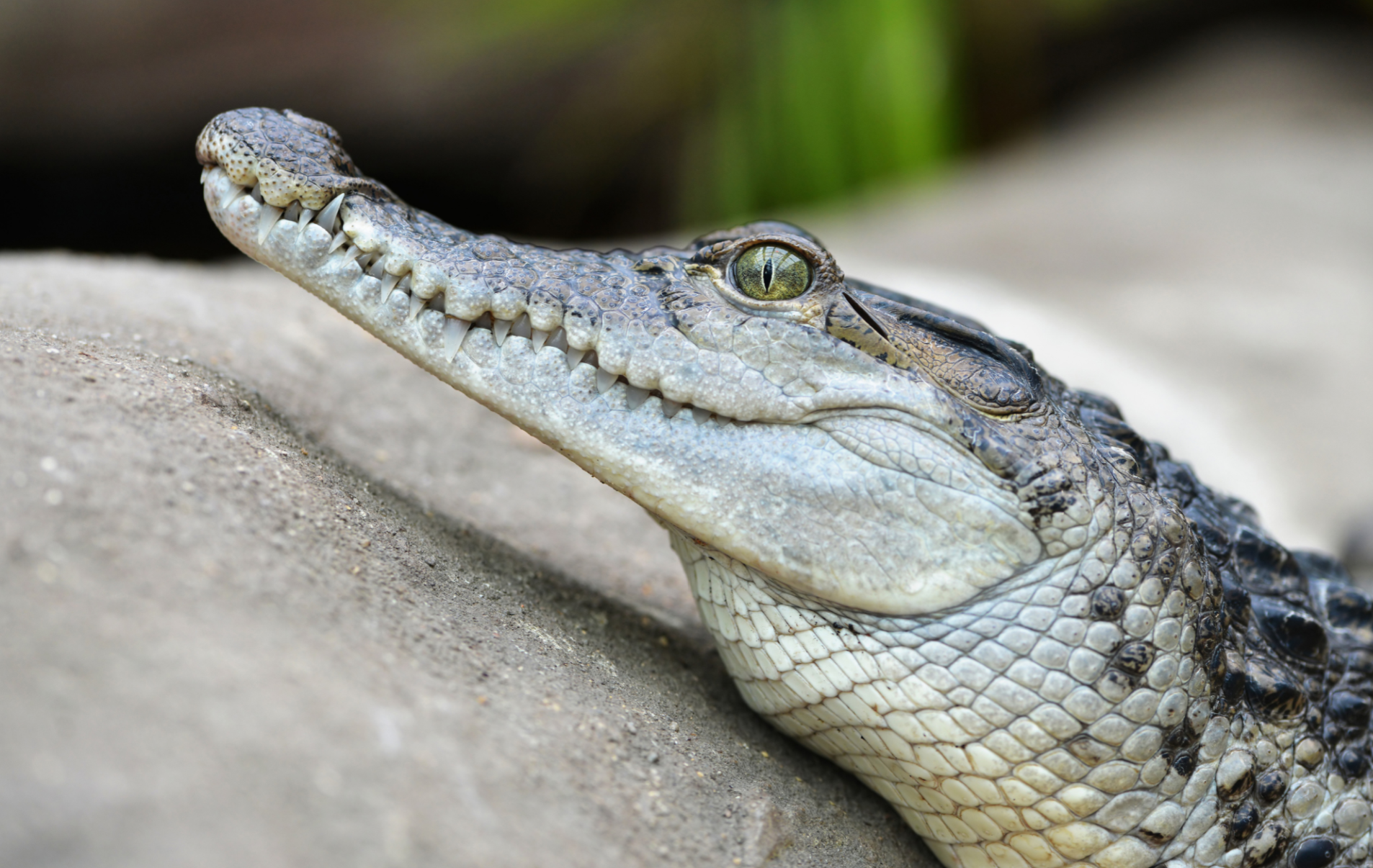 Croc