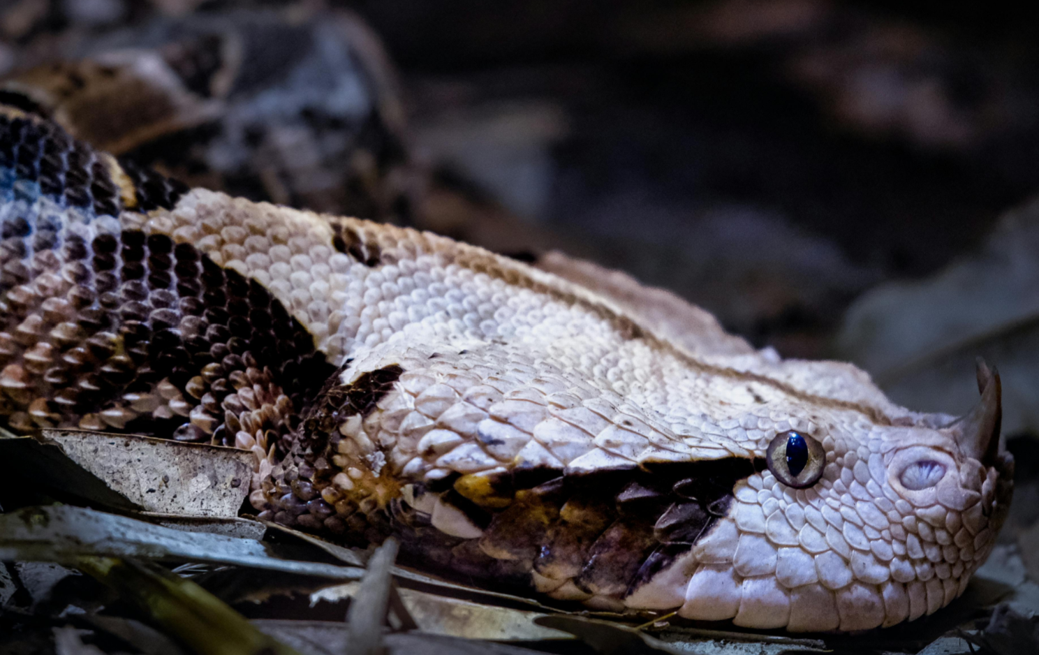 Snake