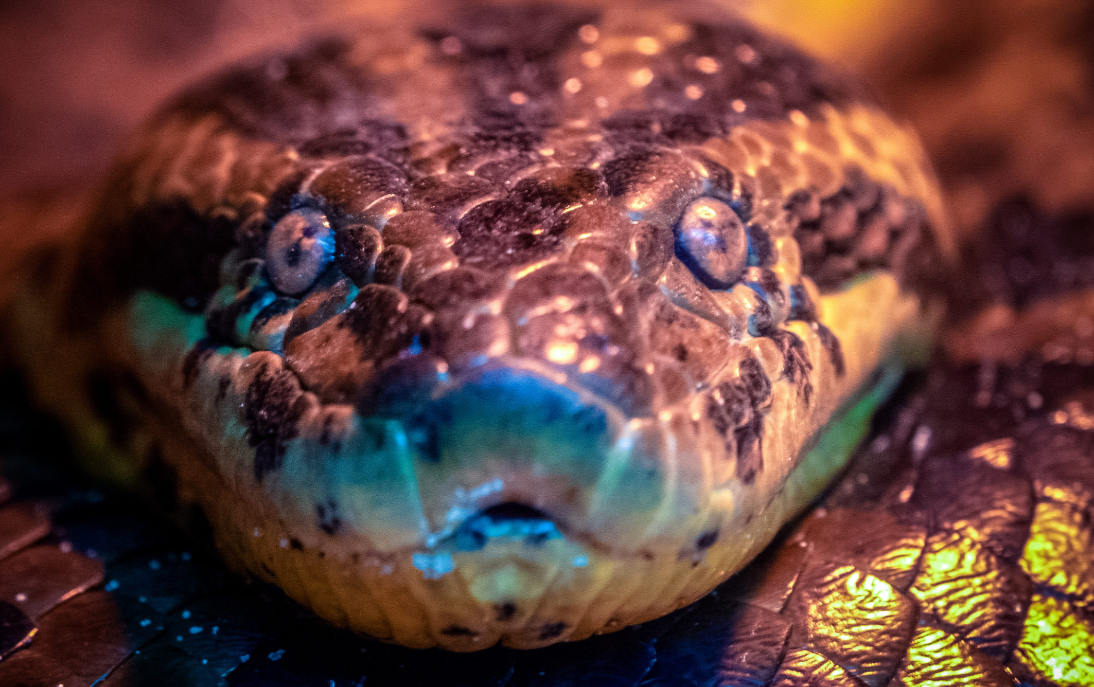 Snake